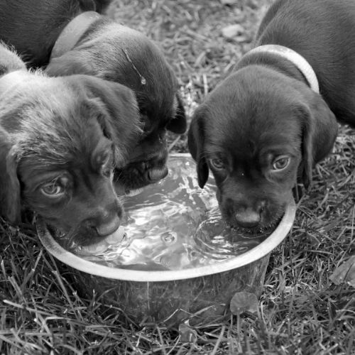 cachorro cuanta agua debe tomar
