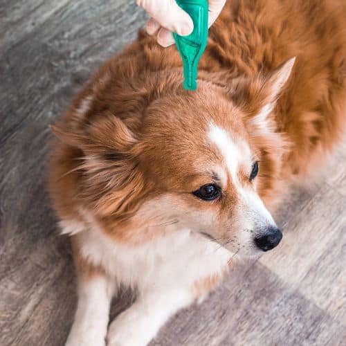 tratamiento preventivo para las garrapatas en perros