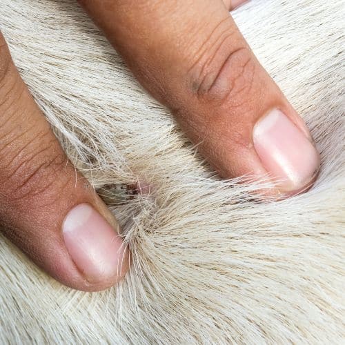 identificar a las garrapatas algo muy importante para la salud de tu perro