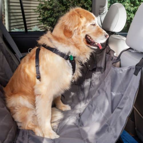 arnés de seguridad para perro en un coche
