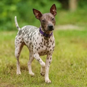 American Hairless Terrier, un perro sin pelo originario de Estados Unidos, en campo verde – mundodog.es 