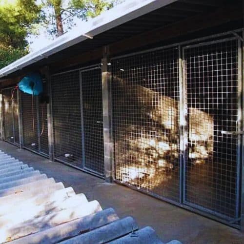 Jaulas exteriores en una residencia canina, rodeadas de árboles y ubicadas en un entorno natural y seguro para las mascotas.