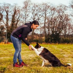 Entrenadora interactuando con un perro en un campo al aire libre en la Residencia Canina CanGal, enseñándole a dar la pata.