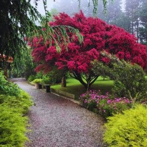 Camino de grava rodeado de exuberante vegetación y un árbol con flores rojas en el jardín del Hotel Canino Pinar del Rey.