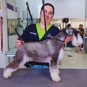 Peluquera canina realizando una sesión de cuidado y arreglo a un perro schnauzer en la Residencia Canina Faitebo.