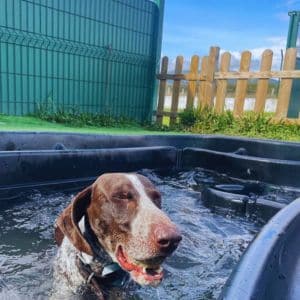 Perro disfrutando de un baño en la piscina al aire libre de la Residencia Canina Faitebo, rodeado de un ambiente natural y seguro.