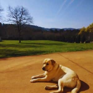 Perro de tamaño grande descansando al sol en la Residencia Canina Veiga Do Ulla, rodeado de un entorno natural con amplios campos y árboles.