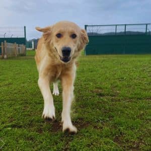 Perro de tamaño mediano caminando sobre el césped en la Residencia Canina Faitebo, rodeado de un entorno seguro y natural.
