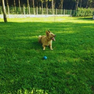 Perro pequeño jugando en un campo de césped en la Residencia Canina Veiga Do Ulla, rodeado de un entorno natural y seguro.