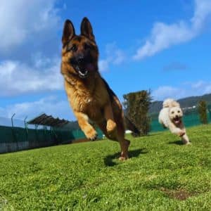 Dos perros corriendo y jugando en un campo de césped en la Residencia Canina Faitebo, disfrutando del aire libre bajo un cielo despejado.