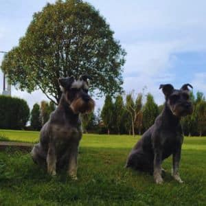 Dos perros schnauzer sentados en el césped al aire libre en la Residencia Canina Veiga Do Ulla, rodeados de árboles y naturaleza.
