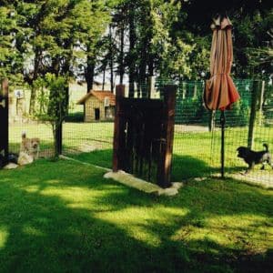 Área de juego al aire libre en el Hotel Canino Pinar del Rey, con perros jugando en un césped rodeado de cercas, árboles y una sombrilla.