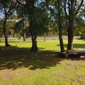 Área de recreo al aire libre en la Residencia Canina Veiga Do Ulla, con césped y árboles que proporcionan sombra, ideal para que los perros disfruten de la naturaleza.