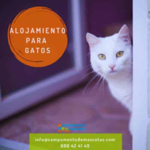 Gato blanco asomándose desde una puerta, alojamiento especial para gatos en el Campamento de Mascotas en Toledo.