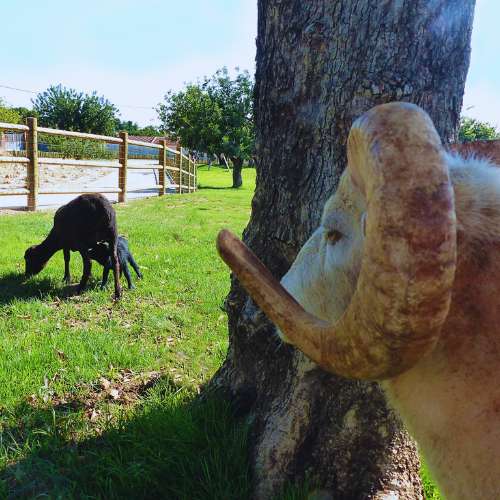Un carnero junto a un árbol y cabras pastando en la zona de recreo de La Villa Hotel Canino, Valencia, destacando el entorno natural y la convivencia con otros animales.