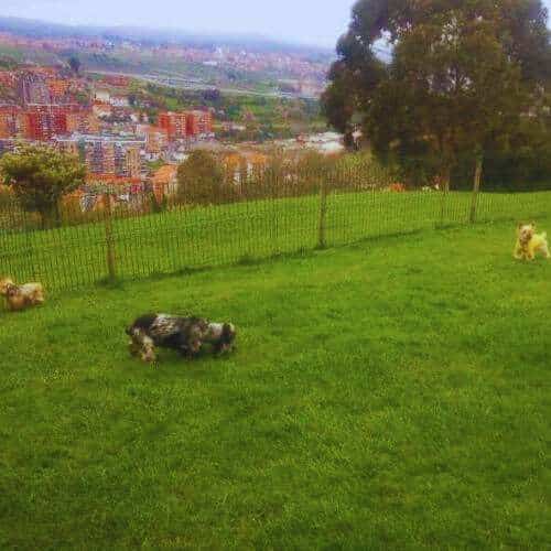 Área de juego cercada de la Residencia Canina Villa Halcón en Bilbao, con varios perros disfrutando de un espacio verde y una vista panorámica de la ciudad al fondo.