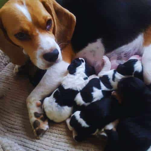 Perra Beagle cuidando de sus cachorros recién nacidos en la Residencia Canina Gufy en Madrid.
