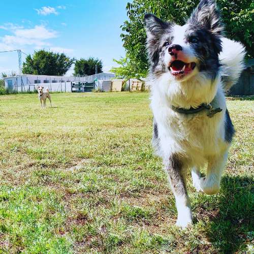 Border collie corriendo al aire libre en la Residencia Ds-Kan en Granada, disfrutando de un amplio espacio natural.