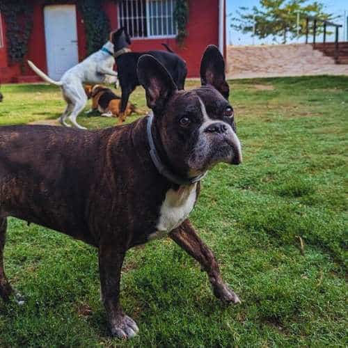 Bulldog francés de color atigrado caminando sobre césped en la residencia canina Ecocan, Valencia.