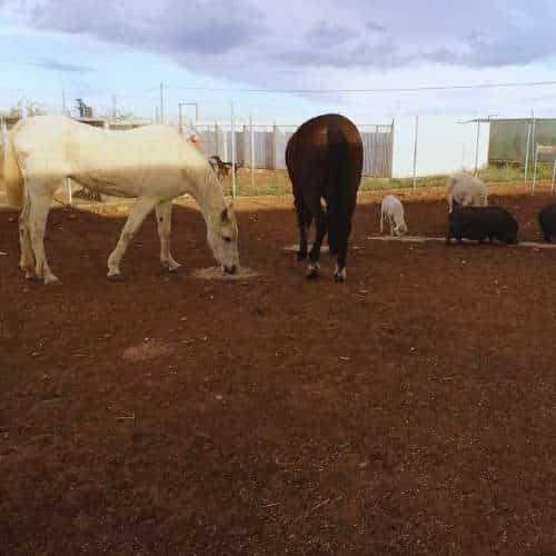 Caballos y cerdos compartiendo un espacio en la residencia canina Cencaval, ubicada en Valencia.