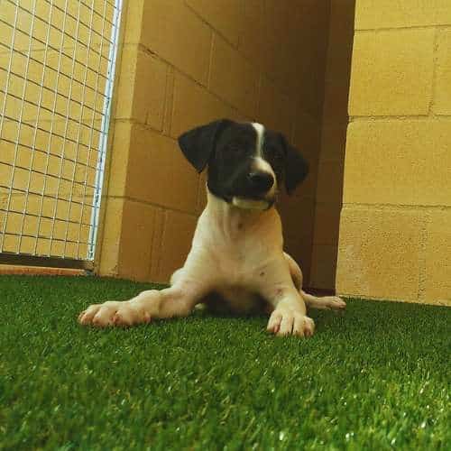 Un adorable cachorro blanco y negro descansando sobre césped artificial en la Residencia Canina Los Alcores en Sevilla.