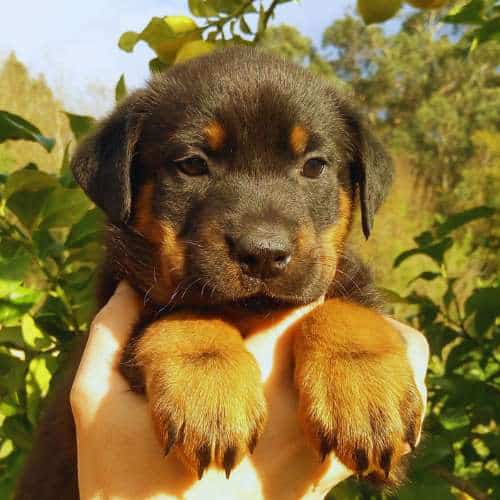 Un adorable cachorro negro con patas marrones claras, sostenido en las manos de un cuidador, rodeado por un fondo verde natural en la Residencia Canina A Cova do Lobo, Santiago de Compostela.
