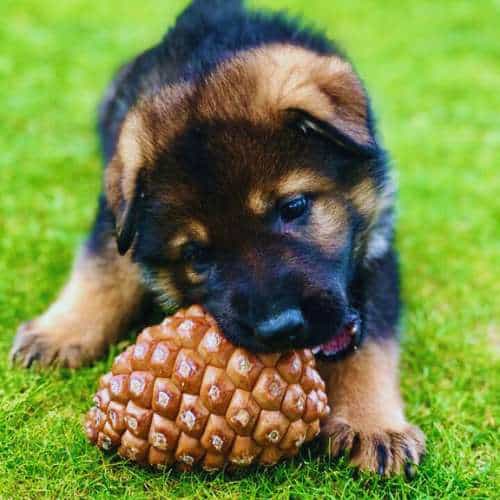 Cachorro de pastor alemán jugando con una piña en el césped de la Residencia Canina Gufy en Madrid.