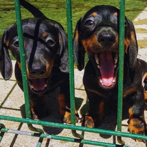 Dos cachorros de raza dachshund jugando detrás de una cerca en la Residencia Canina Tatinejos.