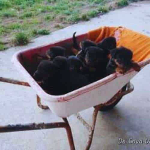 Carretilla con varios cachorros negros y marrones en la Residencia Canina A Cova do Lobo, Santiago de Compostela.