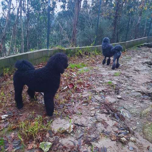 Dos caniches negros explorando un sendero natural cercado en las instalaciones de la Residencia Canina Ollo Ó Can, Vigo.