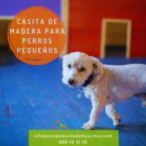 Perro pequeño dentro de una casita de madera diseñada para su comodidad en el Campamento de Mascotas en Toledo.