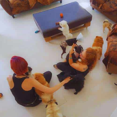 Cuidadores interactuando con perros pequeños en el interior de la Residencia Canina Tiny Dog Hotel en Málaga.