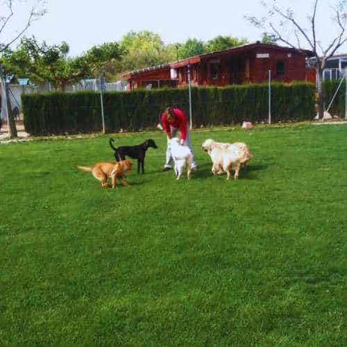 Cuidador interactuando con un grupo de perros de diferentes razas en un amplio campo de césped en una residencia canina.