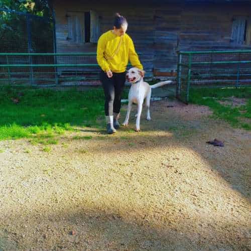 Entrenadora con sudadera amarilla paseando un perro blanco en el patio de una residencia canina frente a una caseta de madera.