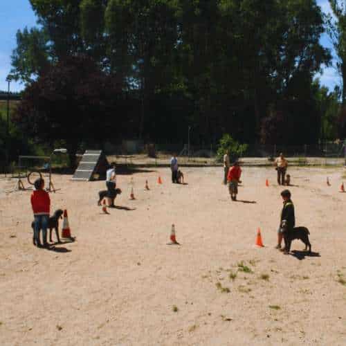 Sesión de entrenamiento canino al aire libre en la Residencia Canina Fuentes Blancas en Burgos, con entrenadores y perros practicando en un circuito con conos.