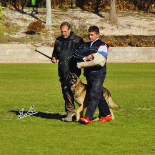 Sesión de entrenamiento avanzado para perros en la residencia canina Chichet, Valencia.