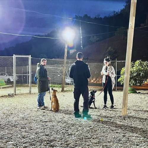 Sesión de entrenamiento nocturno para perros en la Residencia Canina Mi Casa en Málaga.