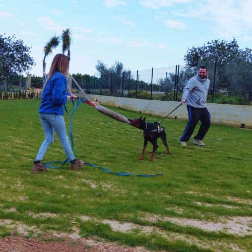 Entrenadores interactuando con un perro durante una sesión de entrenamiento en el área verde de La Villa Hotel Canino, Valencia.