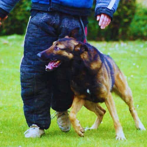 Perro siendo entrenado en la Residencia Canina Txakur Bai en Bilbao, acompañado de un entrenador con equipo de protección en un área verde.