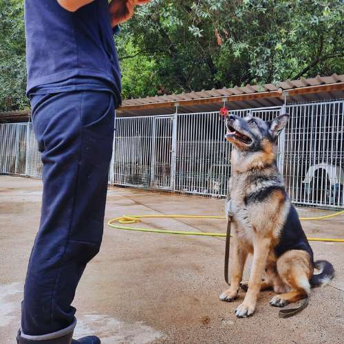Entrenador interactuando con un perro pastor alemán en la Residencia Canina Tatinejos, con jaulas al fondo.