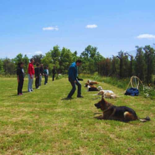 Entrenamiento grupal de perros en un amplio campo al aire libre de la Residencia Canina El Sagasta en Granada, con entrenadores supervisando el comportamiento canino.