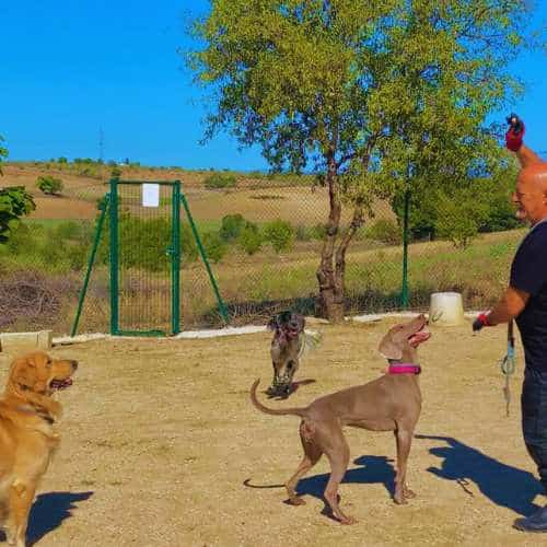 Entrenador jugando con varios perros en el área recreativa de la Residencia Canina Vallecan en Madrid.