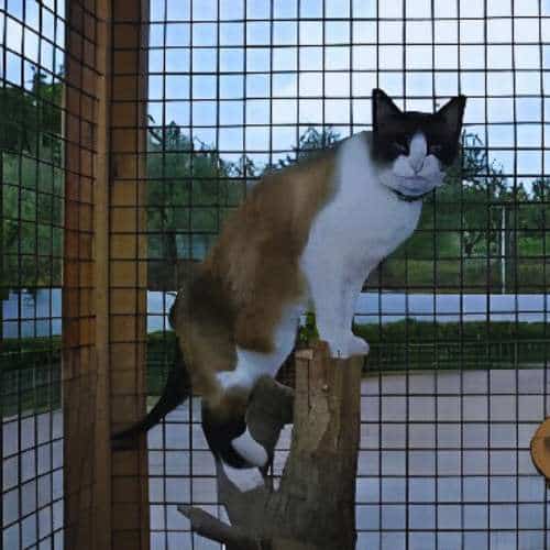 Gato descansando en una jaula segura en la Residencia Las Chiveas en Granada, rodeado de un entorno natural.