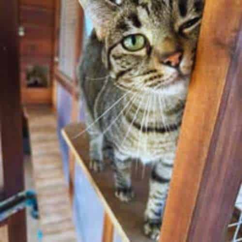 Gato descansando en un acogedor espacio de madera dentro de la Residencia Canina Son Batlet en Mallorca.