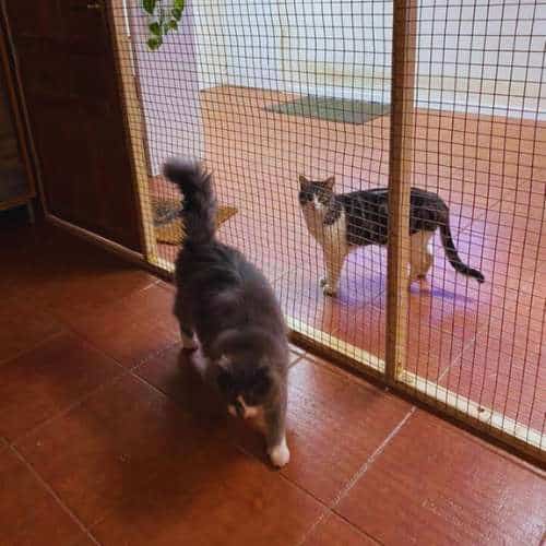 Dos gatos en instalaciones seguras y cómodas en la Residencia Canina Villanueva en Burgos, con espacios separados por mallas para su bienestar.