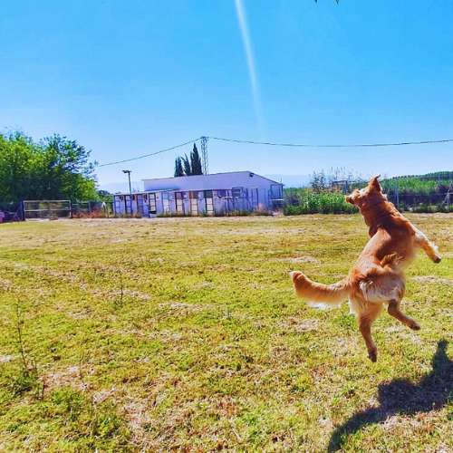 Golden retriever saltando y jugando en un amplio campo al aire libre en la Residencia Ds-Kan en Granada.