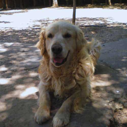 Golden Retriever descansando en la Residencia Canina Séneca en Córdoba, disfrutando de la sombra y el ambiente tranquilo.