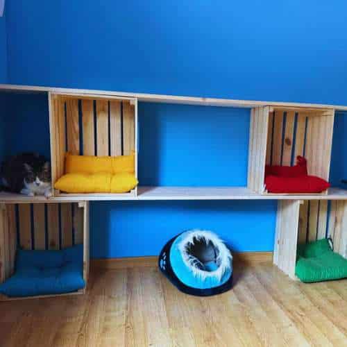 Habitación para gatos en la Residencia Los Amigos de Erik en Guadalajara, con camas individuales y un ambiente acogedor.