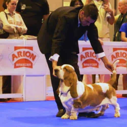 Handler mostrando un perro Basset Hound en una competición canina con fondo de banners promocionales.