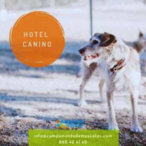 Perro posando en las instalaciones del Hotel Canino Campamento de Mascotas en Toledo, destacando su entorno natural y seguro.
